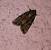 Oligia sp.  - Thomas Lux