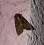 Oligia sp.  - Thomas Lux