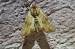 Apamea sublustris  - Thomas Lux