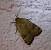 Noctua orbona  - Thomas Lux