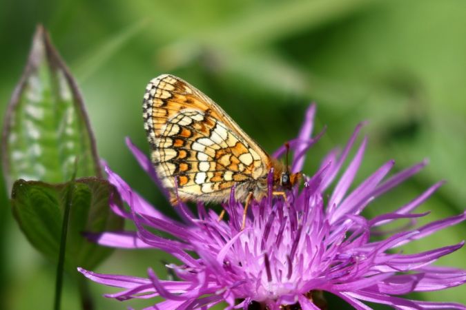 Nickerl's Fritillary  - Thomas Lux