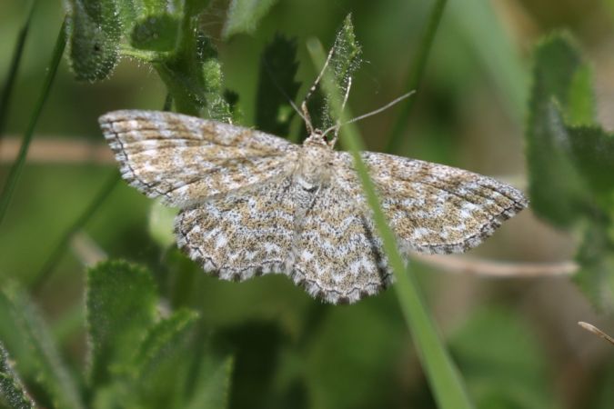 Scopula immorata  - Thomas Lux