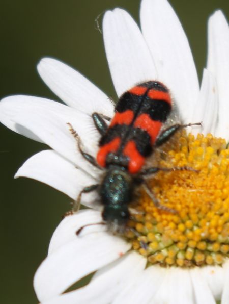Trichodes alvearius  - Thomas Lux