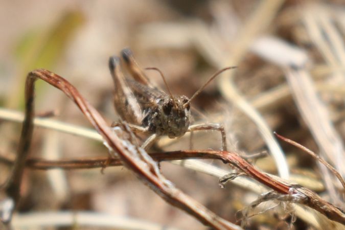 Mottled Grasshopper  - Thomas Lux
