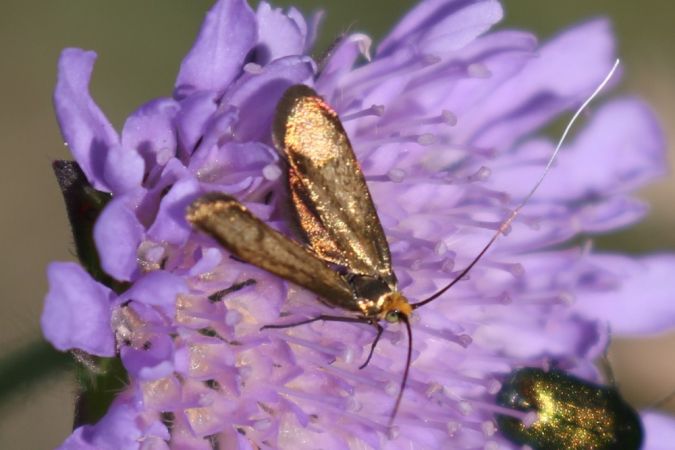 Nemophora metallica  - Thomas Lux