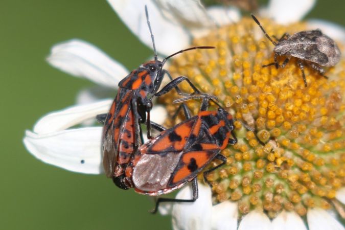 Spilostethus saxatilis  - Thomas Lux