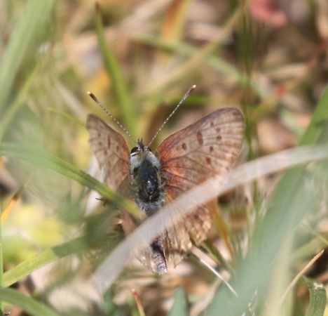 Sooty Copper  - Thomas Lux