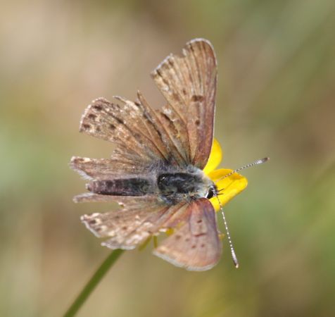 Sooty Copper  - Thomas Lux