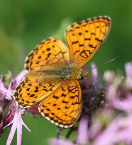 Marbled Fritillary  - Thomas Lux