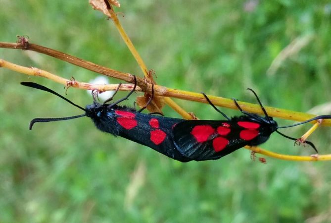 Narrow-bordered Five-spot Burnet  - Thomas Lux