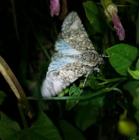 Acronicta megacephala  - Thomas Lux