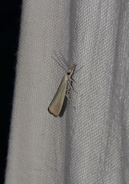 Agriphila straminella  - Sylvain Lethuillier
