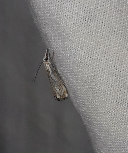 Catoptria falsella  - Sylvain Lethuillier
