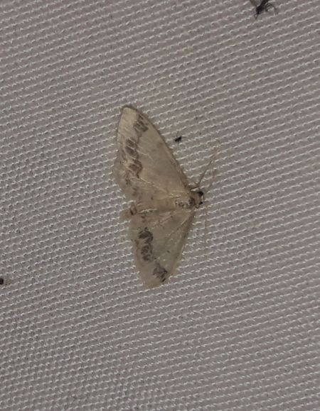 Idaea trigeminata  - Sylvain Lethuillier