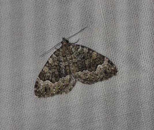 Colostygia olivata  - Sylvain Lethuillier