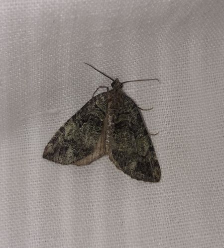 Hydriomena furcata  - Sylvain Lethuillier