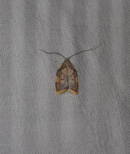 Carcina quercana  - Sylvain Lethuillier