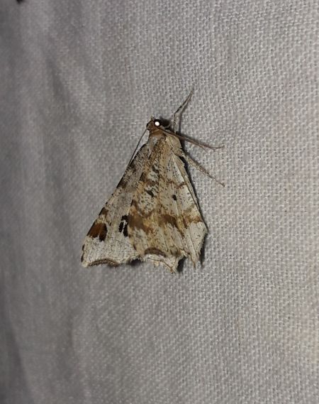 Macaria notata  - Sylvain Lethuillier