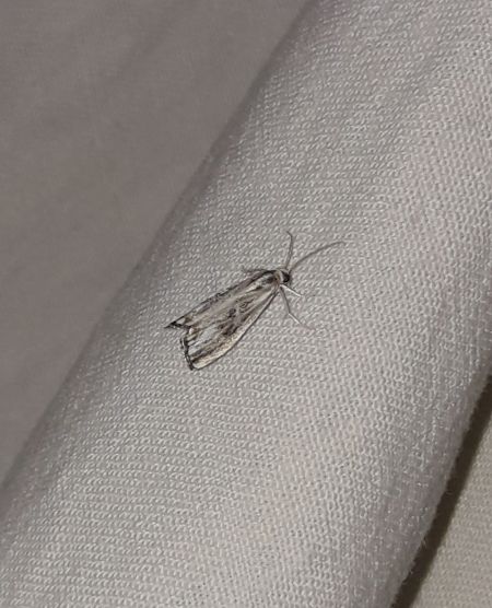 Catoptria verellus  - Sylvain Lethuillier