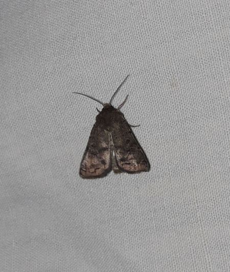 Hoplodrina octogenaria  - Sylvain Lethuillier