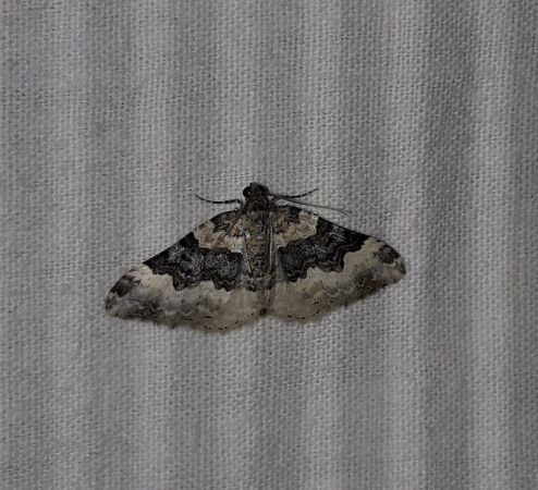 Epirrhoe galiata  - Sylvain Lethuillier