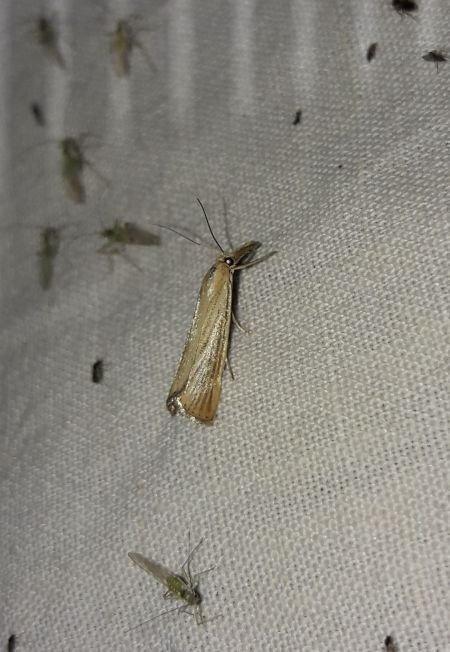Agriphila straminella  - Sylvain Lethuillier