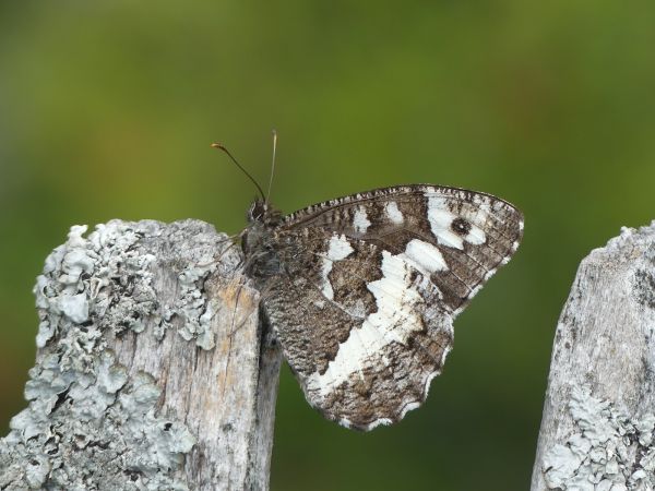 Silène 