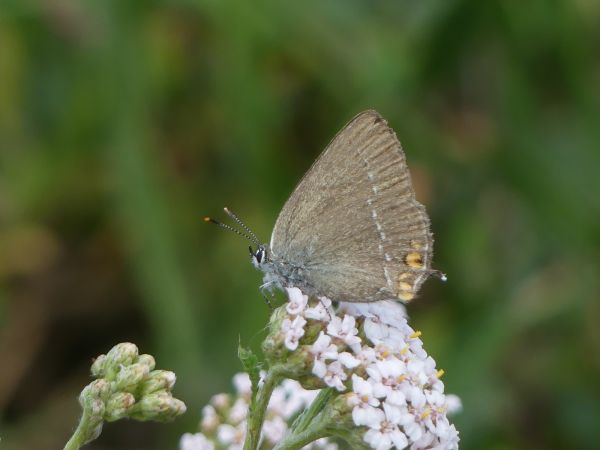 Thècle (Thécla) de l'amarel 