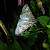 Acronicta megacephala  - Thomas Lux