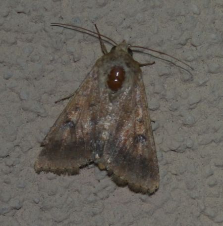 Helicoverpa armigera  - Thomas Lux