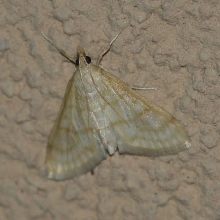 Paracorsia repandalis  - Thomas Lux