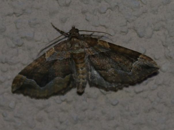 Pelurga comitata  - Thomas Lux
