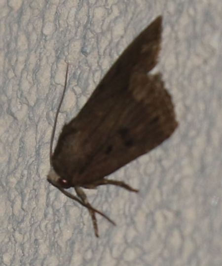 Amphipyra tragopoginis  - Thomas Lux