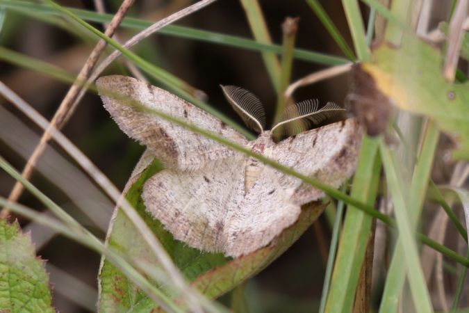 Selidosema brunnearia  - Thomas Lux