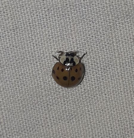 Harmonia axyridis  - Sylvain Lethuillier