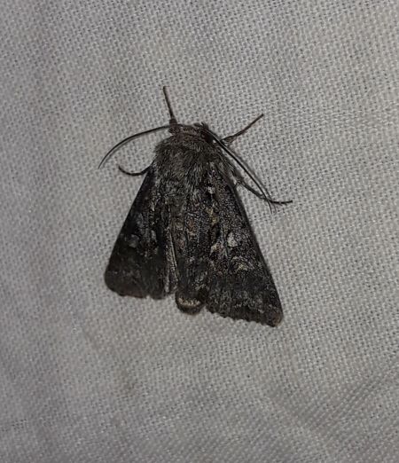 Hada plebeja  - Sylvain Lethuillier