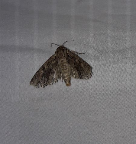 Apamea monoglypha  - Sylvain Lethuillier