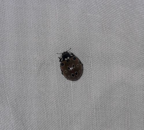 Anatis ocellata  - Sylvain Lethuillier