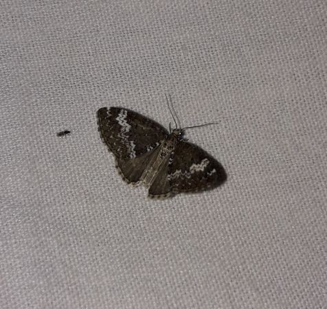 Perizoma alchemillata  - Sylvain Lethuillier