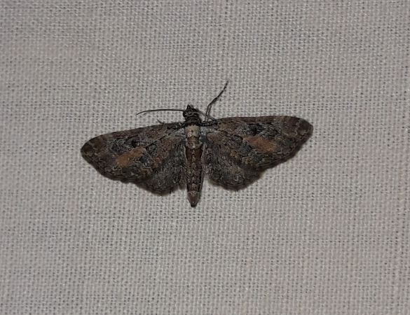 Eupithecia icterata  - Sylvain Lethuillier