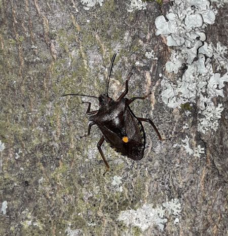 Pentatoma rufipes  - Sylvain Lethuillier