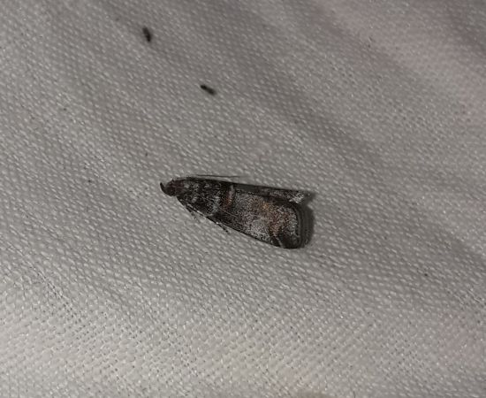 Acrobasis advenella  - Sylvain Lethuillier