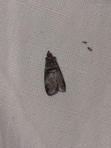 Acrobasis advenella  - Sylvain Lethuillier