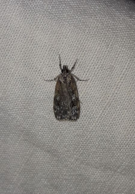 Scoparia basistrigalis  - Sylvain Lethuillier