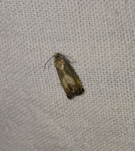 Pammene aurita  - Sylvain Lethuillier