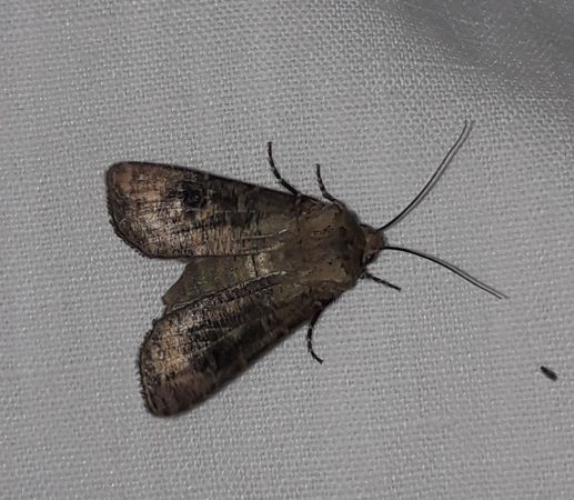 Agrotis clavis  - Sylvain Lethuillier