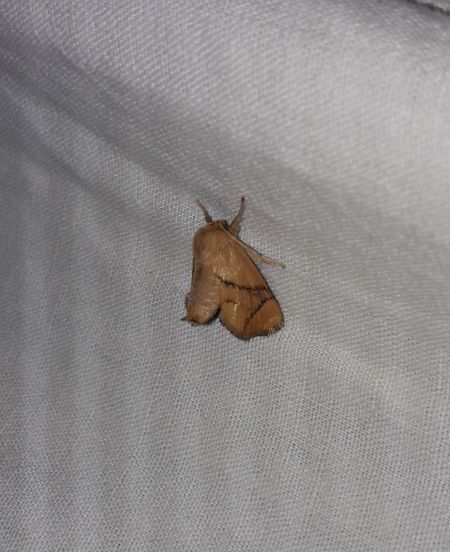 Apoda limacodes  - Sylvain Lethuillier