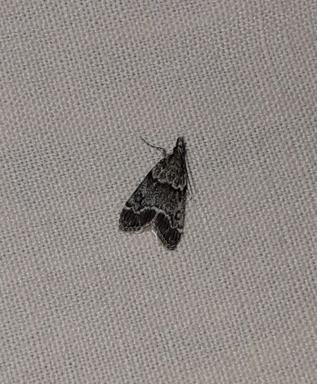 Eudonia mercurella  - Sylvain Lethuillier