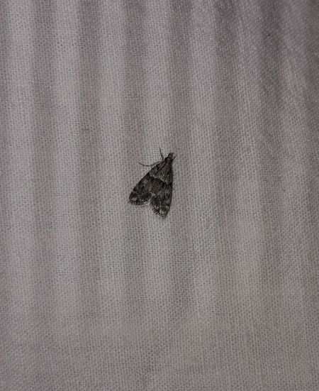 Eudonia mercurella  - Sylvain Lethuillier