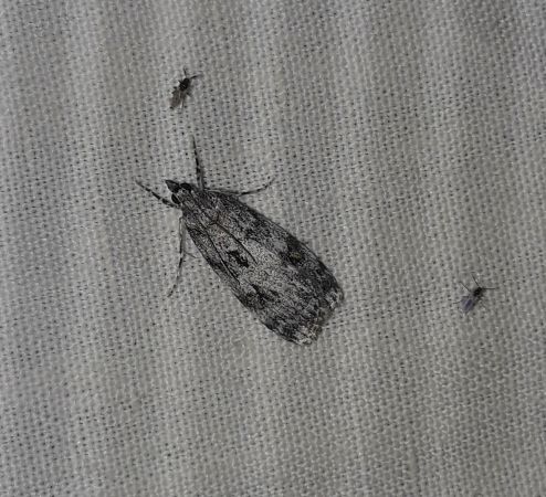 Eudonia lacustrata  - Sylvain Lethuillier